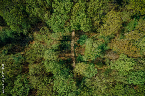 aerial view of a french forest in autumn