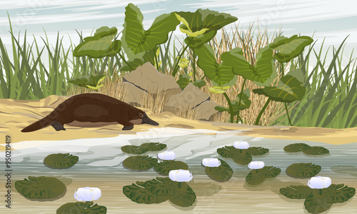 The platypus goes into the water on the shore of the lake. Endemic species of Australia and Tasmania. Realistic vector landscape