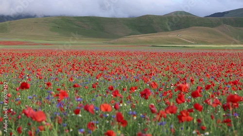 field of poppies