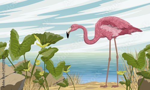 Flamingo stands on the seashore with tropical plants. Birds of Africa and South America. Anser caerulescens. Realistic vector landscape