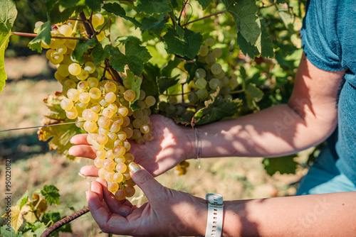 close up on grapes on a french vineyard