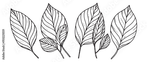Hand-Drawn Tropical Leaves Sketch in Black and White with Detailed Linework and Vintage Style