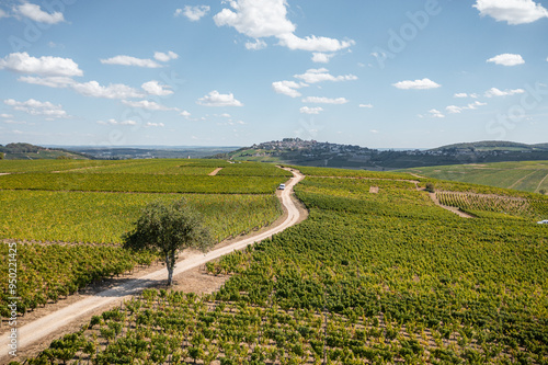 view of landscape and vineyard of Sancerre in France