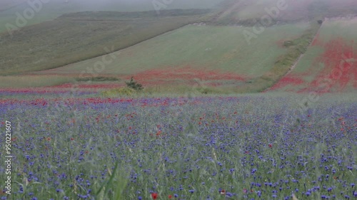 field of poppies