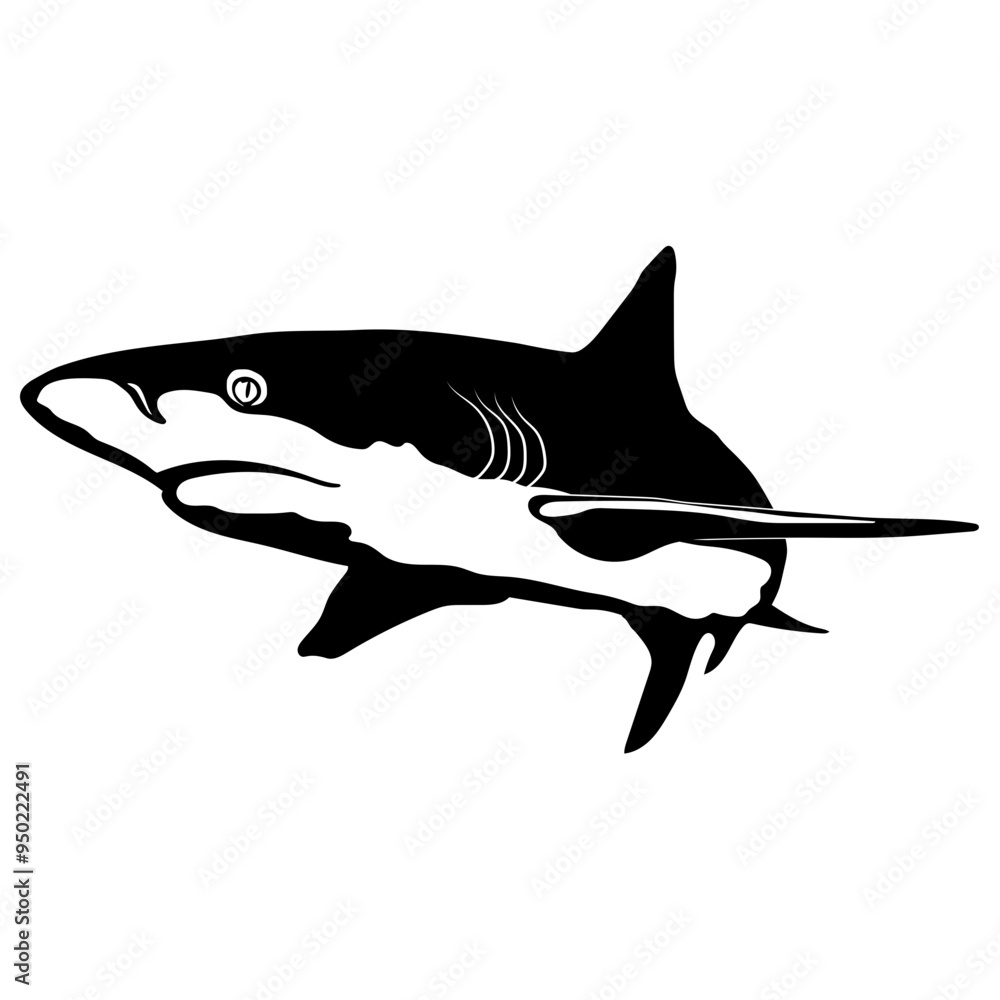 Obraz premium Caribbean Reef Shark