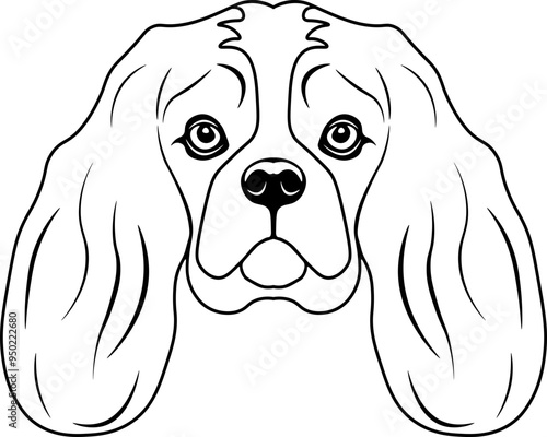 Cavalier King Charles Spaniel