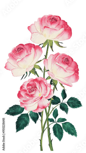 Watercolor Illustration Of A Group Of Beautiful Roses On Transparent Background