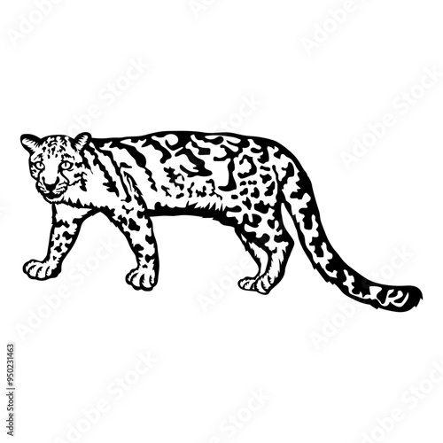Clouded Leopard