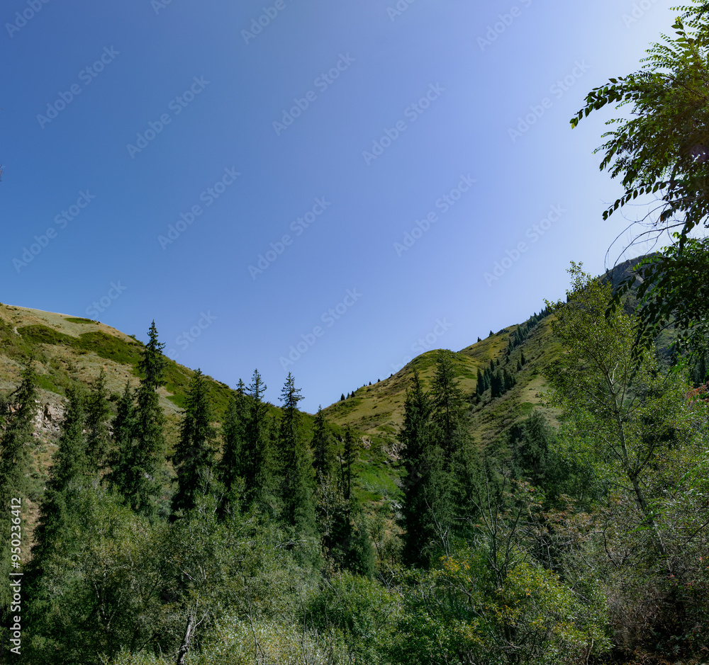 pine forest in the mountains pine forest in the mountains