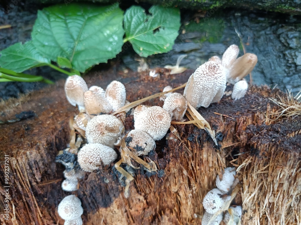 Obraz premium Coprinus comatus, commonly known as the shaggy ink cap, lawyer's wig, or shaggy mane, is a common fungus often seen growing on lawns, along gravel roads and waste areas. 