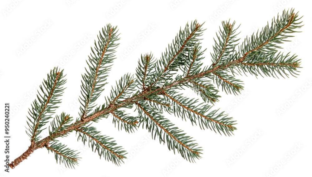 PNG Green pine branch isolated white PNG Green pine branch isolated white