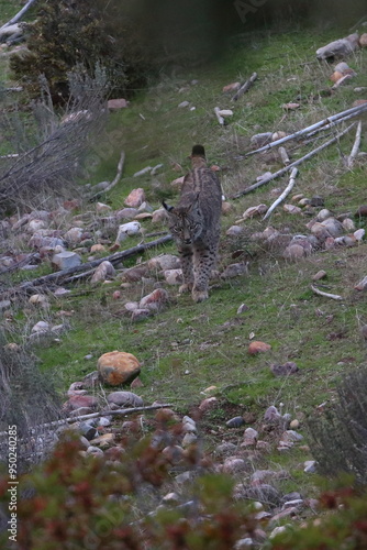 iberian lynx photo