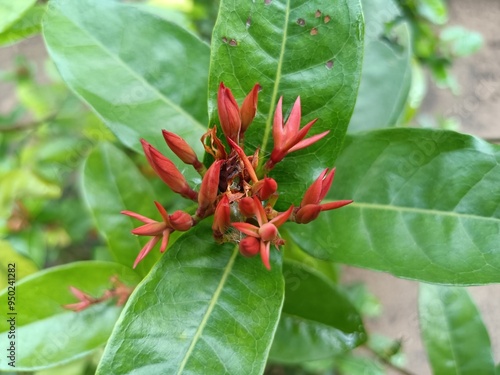 Ixora coccinea is a species of flowering plant in the family Rubiaceae. It is a common flowering shrub native to Southern India, Bangladesh, and Sri Lanka. 