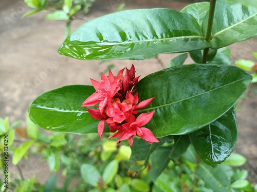 Ixora coccinea is a species of flowering plant in the family Rubiaceae. It is a common flowering shrub native to Southern India, Bangladesh, and Sri Lanka. 
