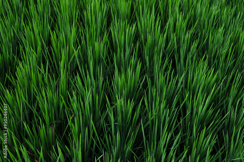 green grass texture backgrounds, Agriculture concept green grass texture backgrounds, Agriculture concept