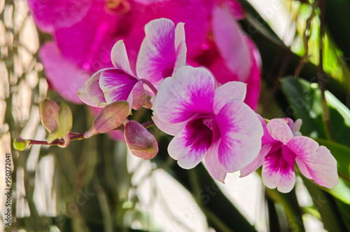 Precious purple orchids in the garden