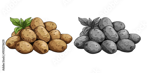 potatoes on a white background and grey vector image