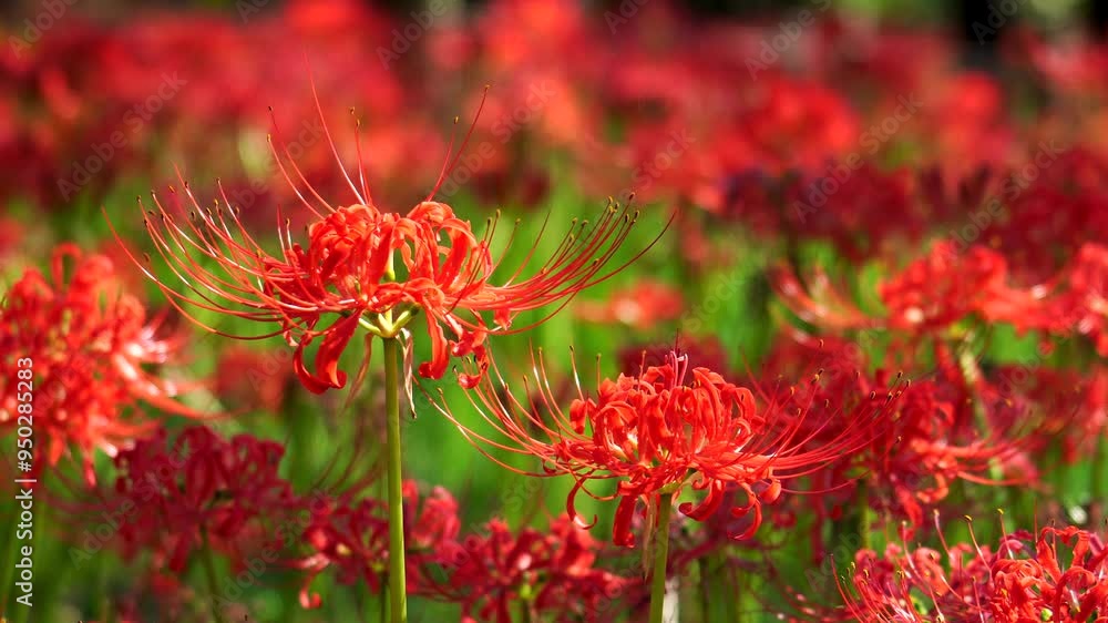 Red spider lilies (Lycoris radiata) at Fuchu city folk forest museum Red spider lilies (Lycoris radiata) at Fuchu city folk forest museum