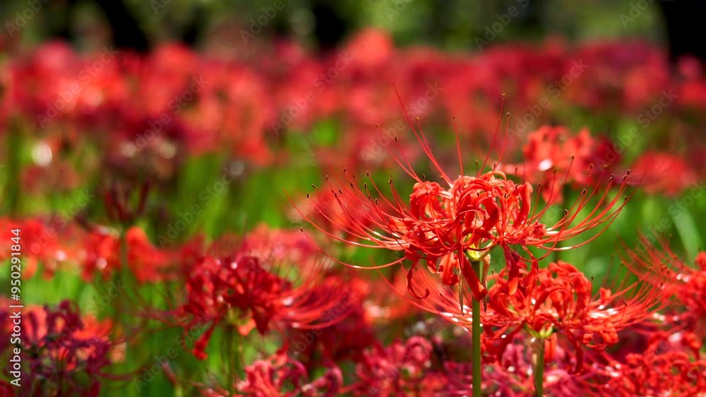 Red spider lilies (Lycoris radiata) at Fuchu city folk forest museum Red spider lilies (Lycoris radiata) at Fuchu city folk forest museum