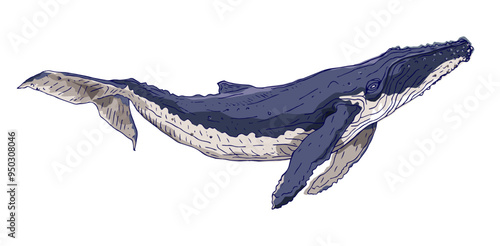 Whale hand drawn graphick colorful illustration. An underwater inhabitant of the oceans. Isolated on white background.