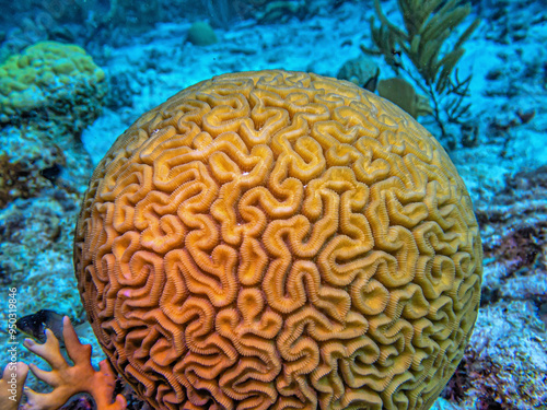 Grooved brain coral, Bonaire coral reef photo