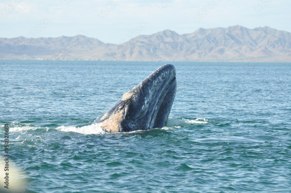 Fototapeta premium Gray whale head