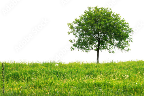 PNG  Lone tree in green field