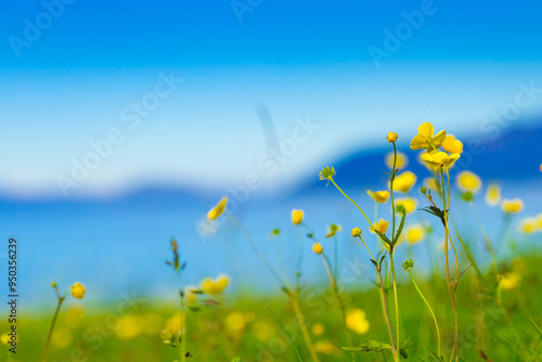 Fototapeta Naklejka Na Ścianę i Meble -  Yellow flowers on meadow