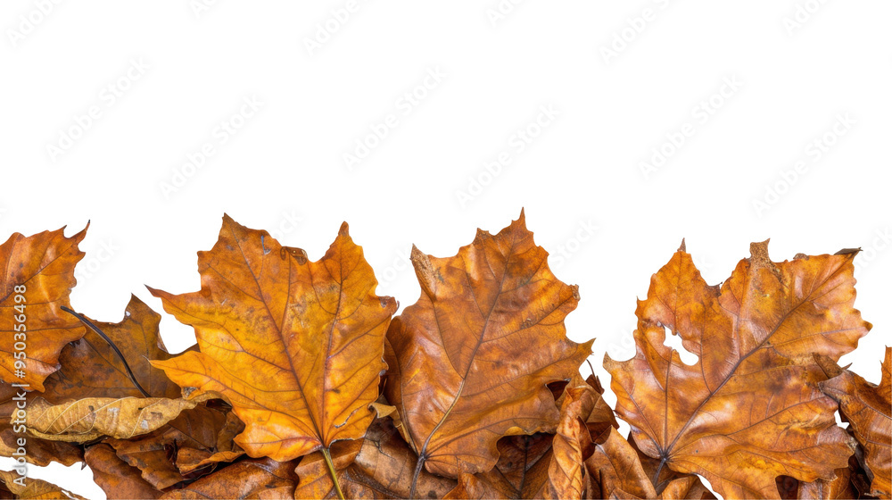 A collection of autumn leaves in warm hues, showcasing nature's seasonal beauty. A collection of autumn leaves in warm hues, showcasing nature's seasonal beauty.