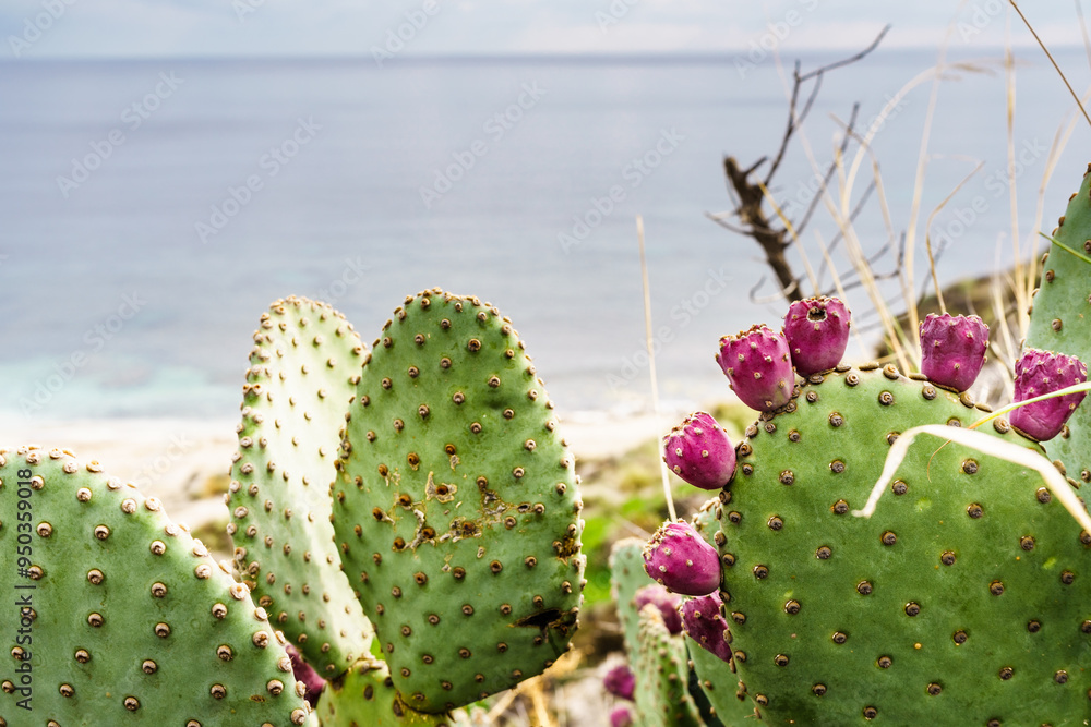 Cactus plants, succulent on sea coast Cactus plants, succulent on sea coast
