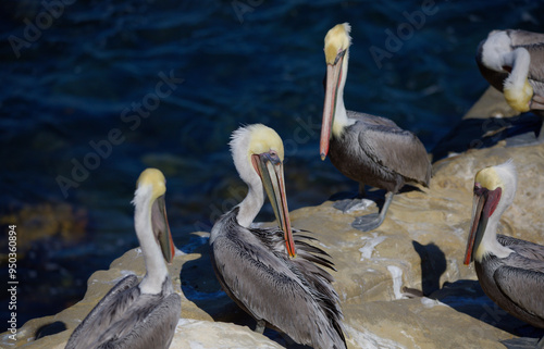 pelicans on a California coast  photo