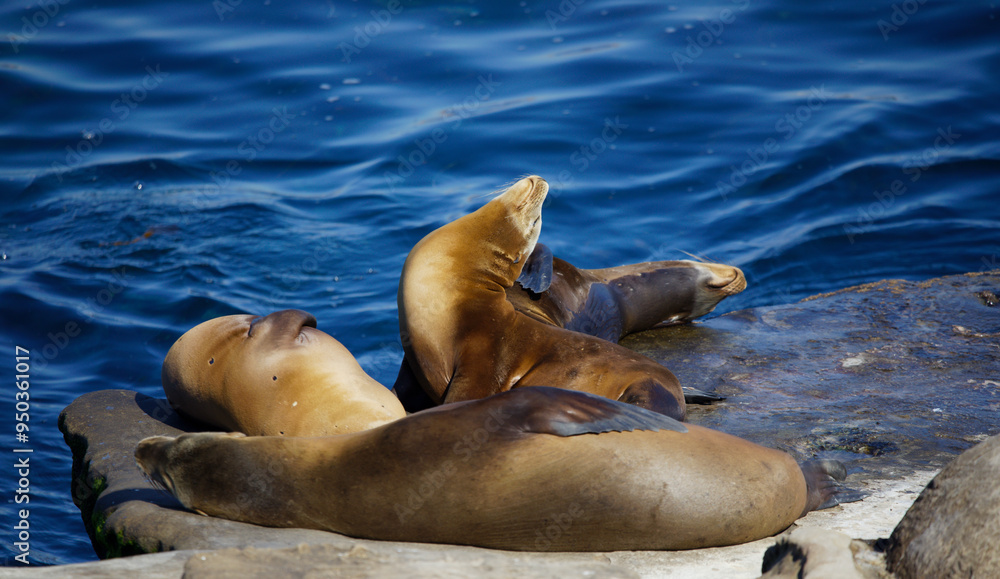 Fototapeta premium group of wild seals sleeping on the rocks 