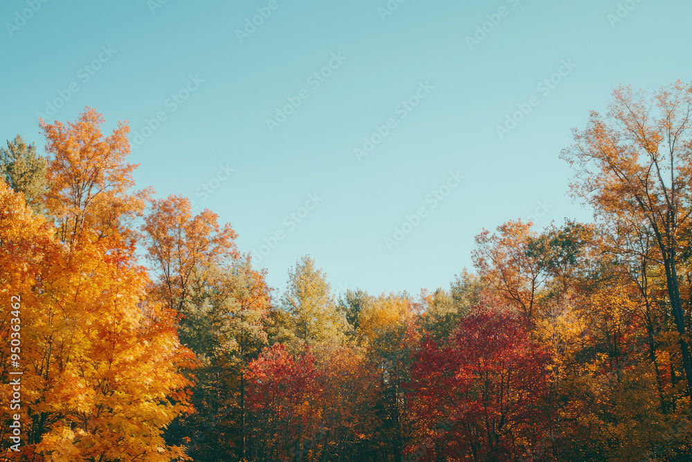 A picturesque autumn forest, bathed in vibrant hues of orange, red, and yellow under a clear blue sky, invites serenity and reflection. A picturesque autumn forest, bathed in vibrant hues of orange, red, and yellow under a clear blue sky, invites serenity and reflection.