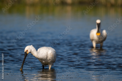 Spatule blanche (Platalea leucorodia - Eurasian Spoonbill) photo