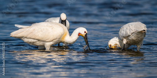 Spatule blanche (Platalea leucorodia - Eurasian Spoonbill) photo