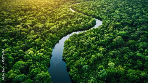 Aerial view of a dense forest with a river winding through it, under a bright summer sky