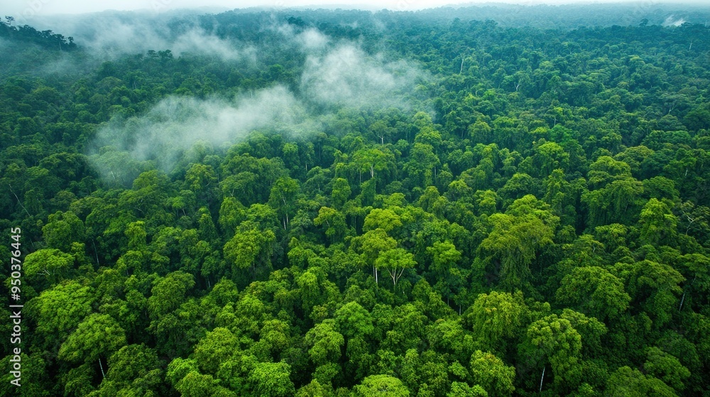 Aerial view of a dense rainforest canopy, with layers of green stretching out as far as the eye can see