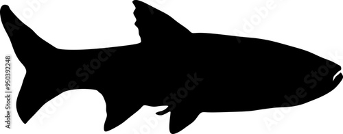 freshwater fish, fish, predator, animal, silhouette, vector, illustration, in black and white, silhouette