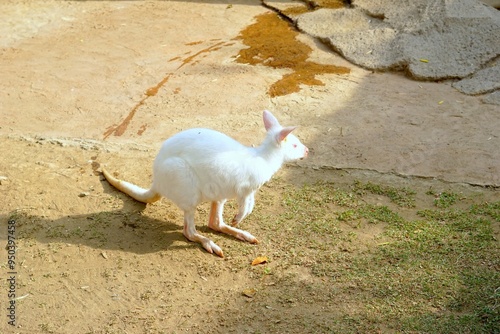 White colored albino wallaby in park photo