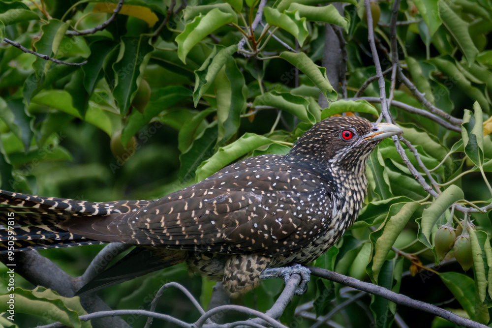 Obraz premium Asian koel, Eudynamys scolopaceus in Thailand