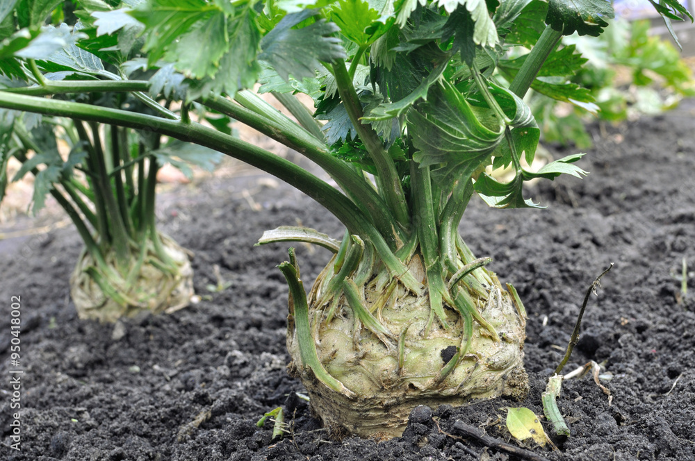 Obraz premium closeup of growing root celery plants (root vegetables) in the vegetable garden 