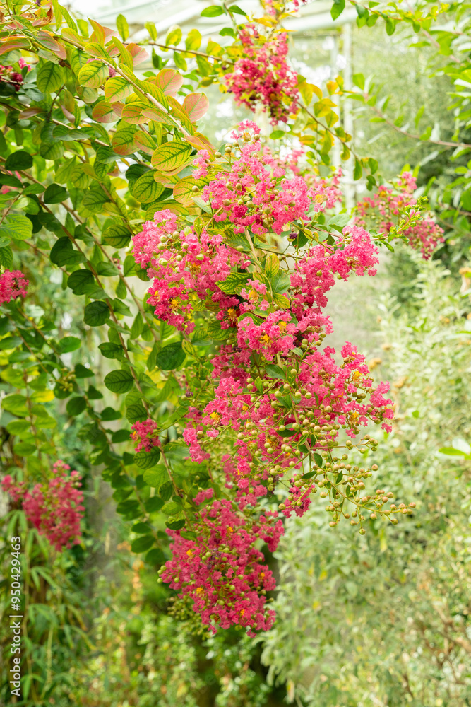 Crape myrtle or Lagerstroemia Indica plant in Saint Gallen in Switzerland Crape myrtle or Lagerstroemia Indica plant in Saint Gallen in Switzerland