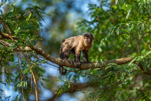 Black-striped Capuchin (Sapajus libidinosus), Macaco-prego