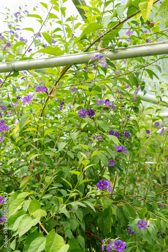 Blue potato bush or Lycianthes Rantonnetii plant in Saint Gallen in Switzerland photo