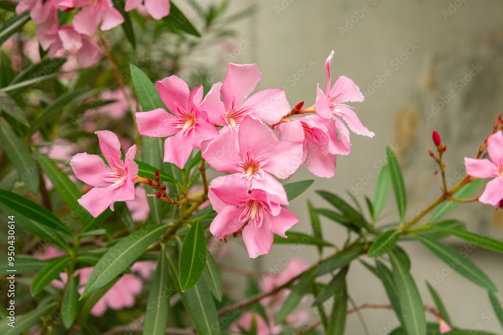 Rosebay or Nerium Oleander plant in Saint Gallen in Switzerland Rosebay or Nerium Oleander plant in Saint Gallen in Switzerland