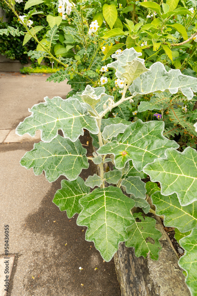 Purple african nightshade or Solanum Marginatum plant in Saint Gallen in Switzerland Purple african nightshade or Solanum Marginatum plant in Saint Gallen in Switzerland
