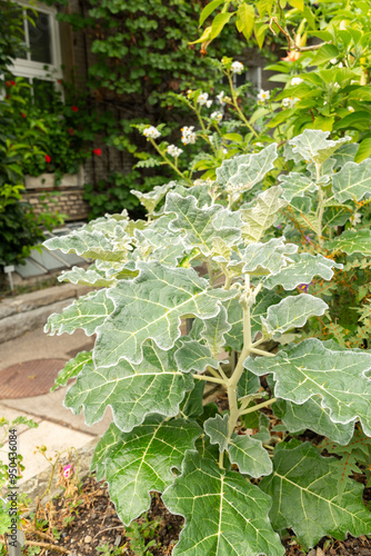 Purple african nightshade or Solanum Marginatum plant in Saint Gallen in Switzerland photo