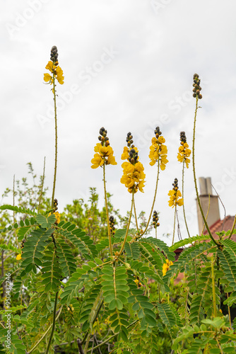 African senna or Senna Didymobotrya plant in Saint Gallen in Switzerland photo