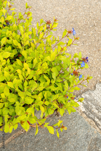 Hardy blue flowered leadwort or Ceratostigma Plumbaginoides plant in Saint Gallen in Switzerland photo