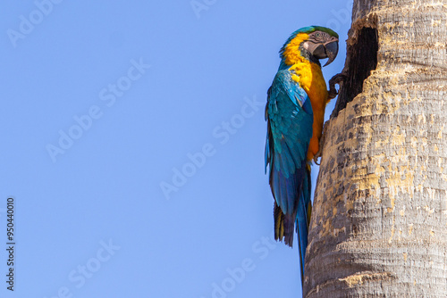 Uma arara canindé empoleirada no troco oco de um coqueiro, com céu azul ao fundo. photo